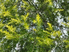 Melaleuca alternifolia