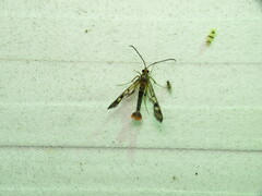Synanthedon acerni