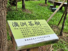 Melaleuca alternifolia