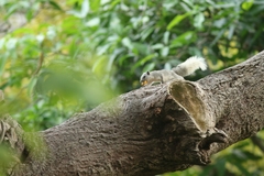 Callosciurus finlaysonii