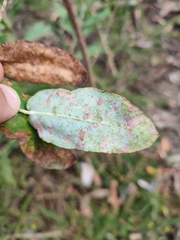 Teratosphaeria eucalypti