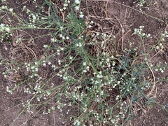 Parthenium hysterophorus