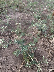 Parthenium hysterophorus