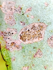 Teratosphaeria eucalypti