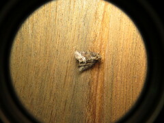 Oligia strigilis
