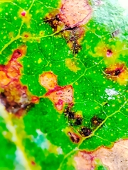Teratosphaeria eucalypti