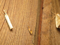 Epicallima argenticinctella