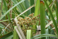 Androtrichum giganteum