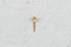 Stathmopoda