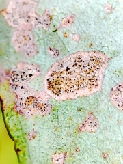 Teratosphaeria eucalypti