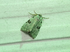Leuconycta diphteroides