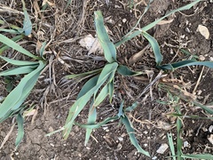 Yucca rupicola