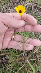 Thelesperma filifolium