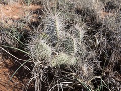 Opuntia polyacantha