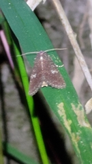 Condica illecta