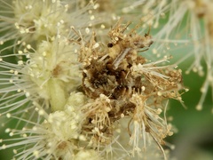 Comibaena nigromacularia