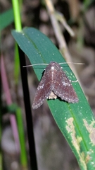 Condica illecta
