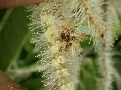 Comibaena nigromacularia