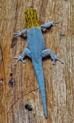 Lygodactylus picturatus