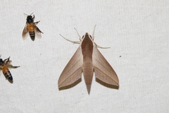 Theretra alecto