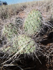 Opuntia polyacantha
