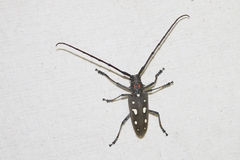 Batocera rubus
