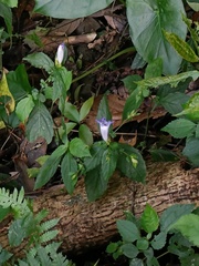 Strobilanthes formosana