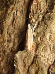Cucullia convexipennis