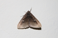 Spirama