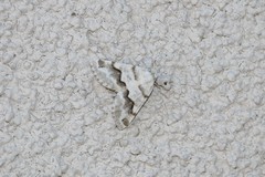 Macaria pallipennata