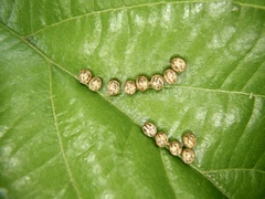 Actias aliena aliena