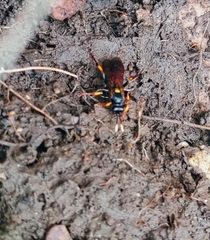 Ichneumon