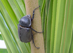 Chalcosoma