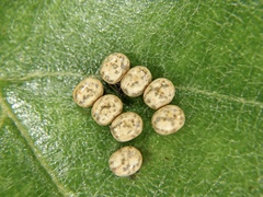 Actias aliena aliena