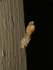 Dasylophia thyatiroides