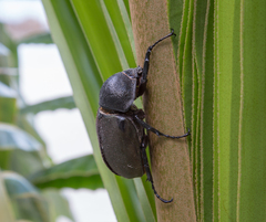 Chalcosoma