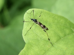 Gymnastes flavitibia