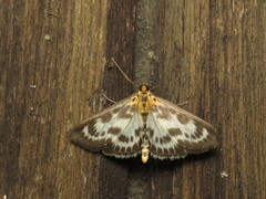 Anania hortulata