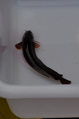 Gaidropsaridae