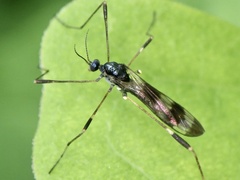 Gymnastes flavitibia