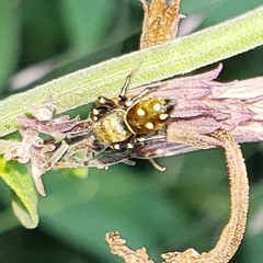Heliophanus kochii