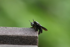 Xylocopa latipes