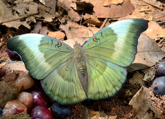 Dophla evelina
