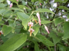 Vaccinium japonicum
