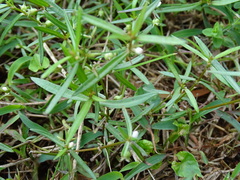 Scleromitrion brachypodum
