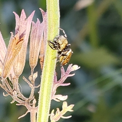 Heliophanus kochii