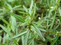Scleromitrion brachypodum