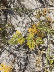Annesorhiza macrocarpa
