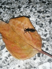 Ectrychotes andreae