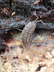 Porcellionides cingendus